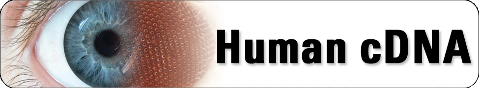 Human cDNA